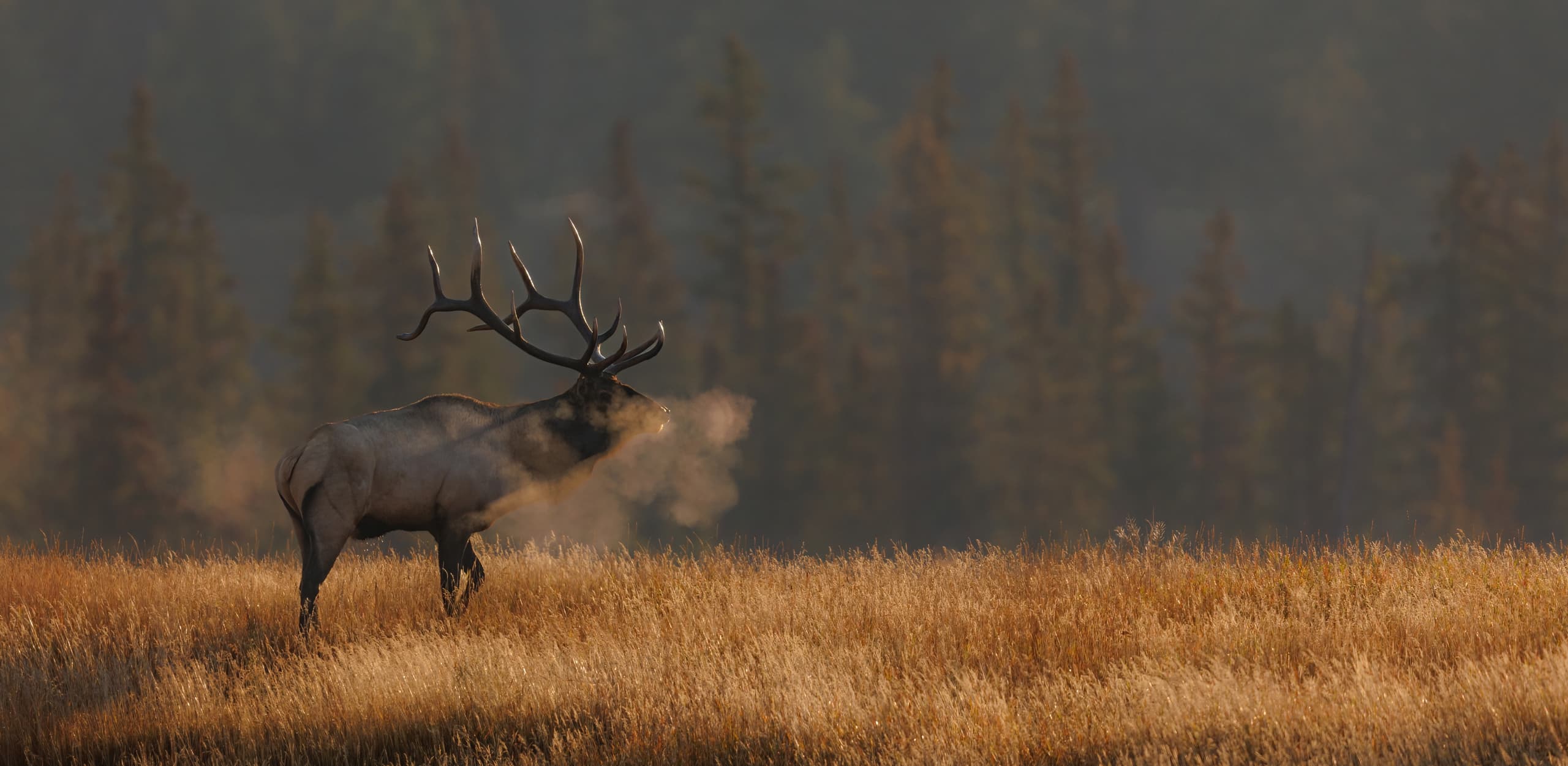A bull elk in the high country
