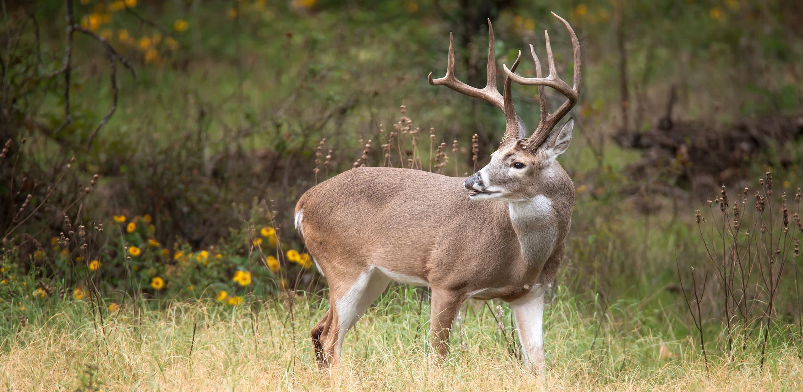 A whitetail buck in an autumn field