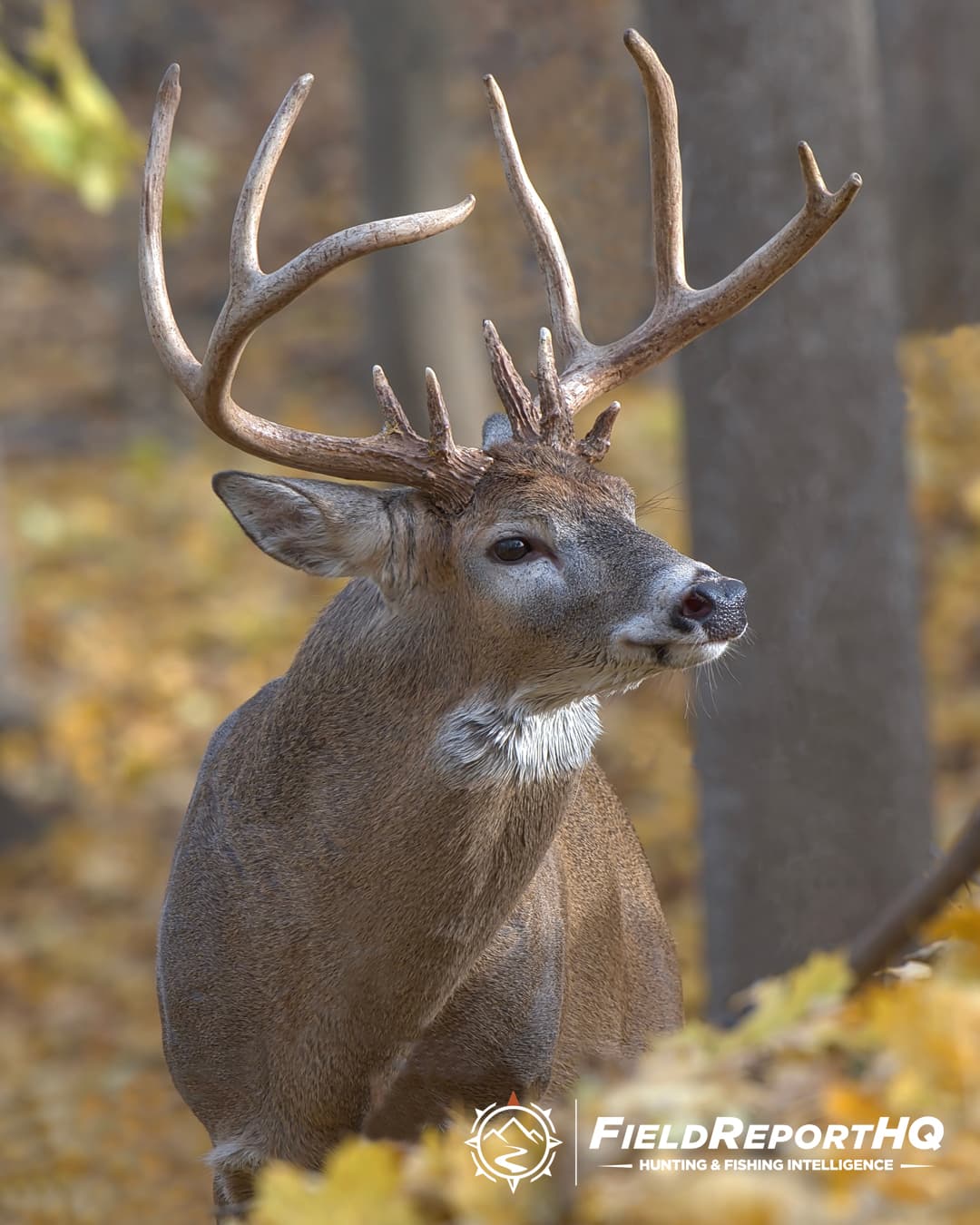 2026 Whitetail Rut Calendar